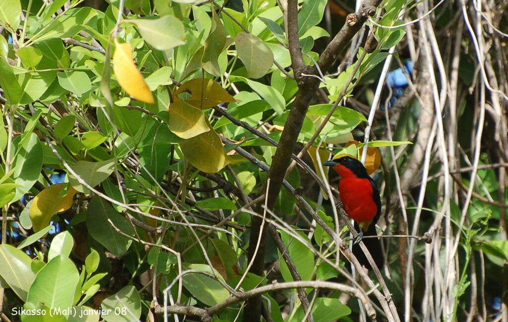 Yellow-crowned Gonolekadult