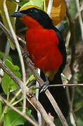 Yellow-crowned Gonolek