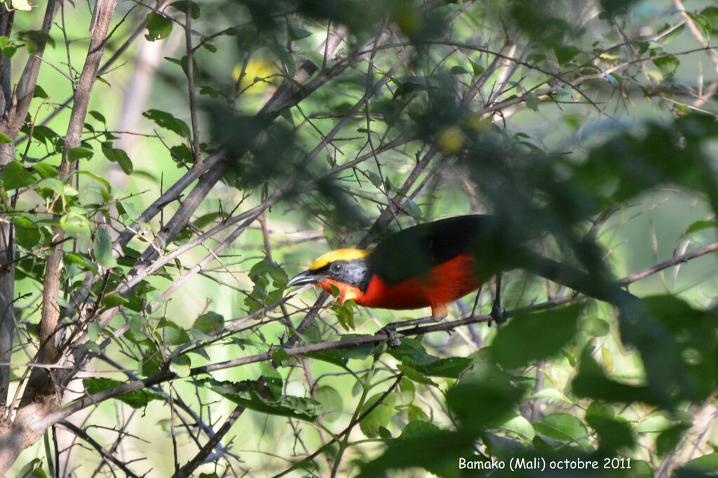 Yellow-crowned Gonolekadult