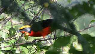 Yellow-crowned Gonolek