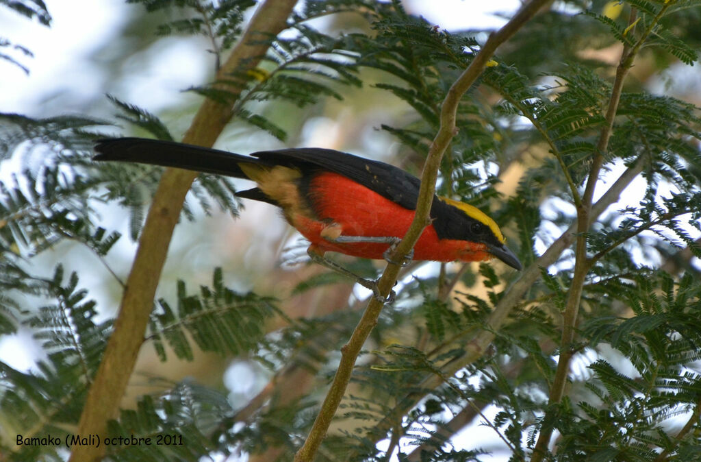 Yellow-crowned Gonolekadult, identification