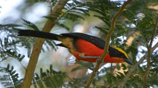 Yellow-crowned Gonolek