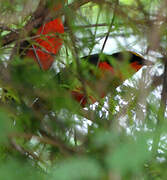 Yellow-crowned Gonolek