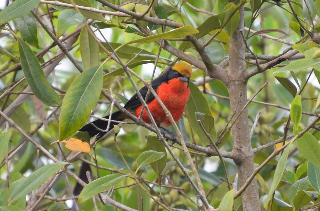 Yellow-crowned Gonolekadult, identification