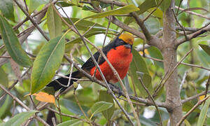 Yellow-crowned Gonolek