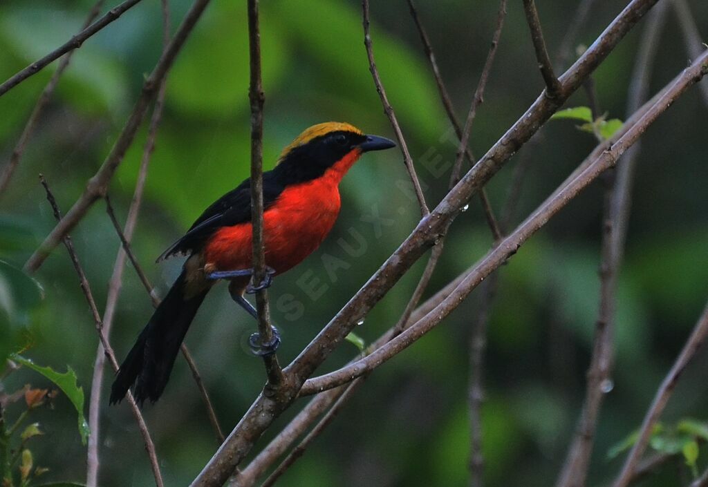 Yellow-crowned Gonolekadult, identification