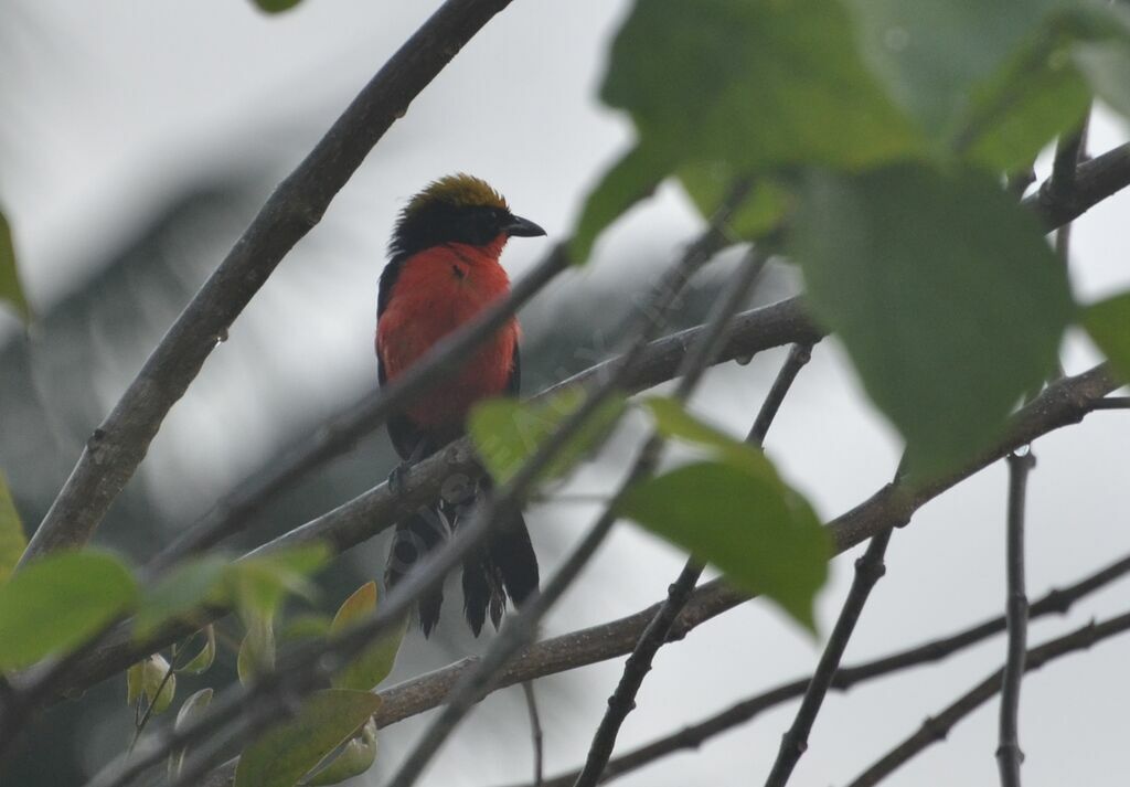 Yellow-crowned Gonolekadult, identification