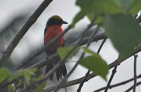 Yellow-crowned Gonolek