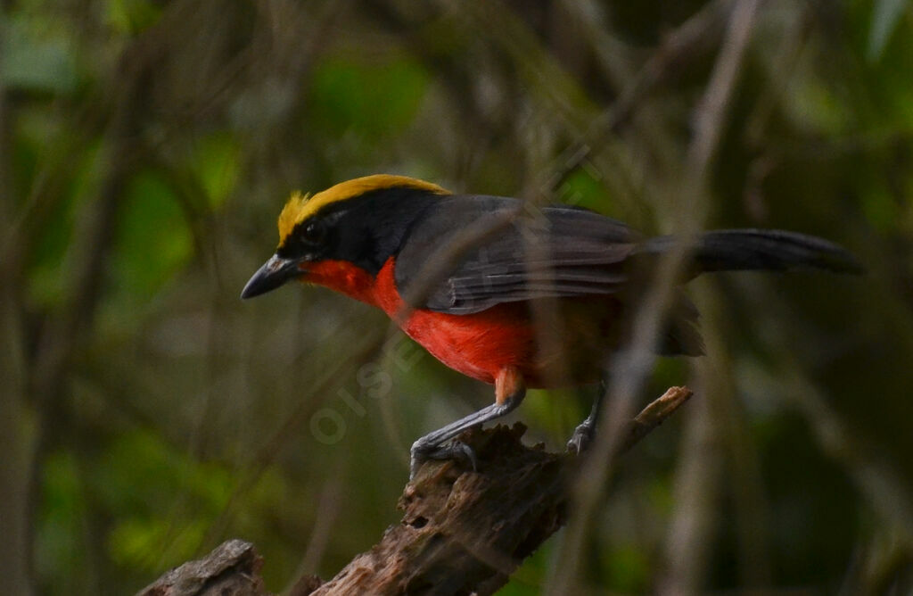 Yellow-crowned Gonolekadult, identification