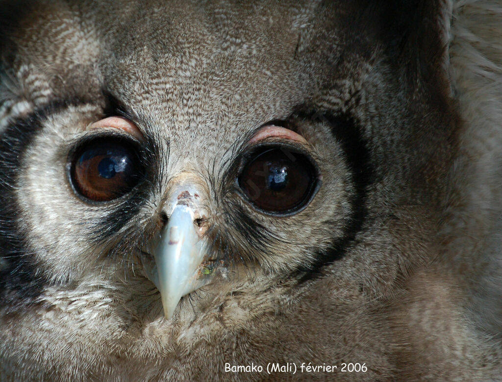 Verreaux's Eagle-Owl