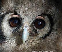 Verreaux's Eagle-Owl