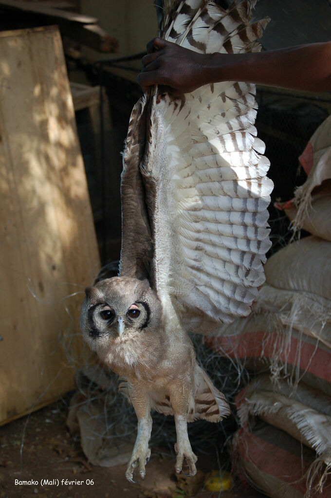 Verreaux's Eagle-Owl