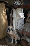 Verreaux's Eagle-Owl