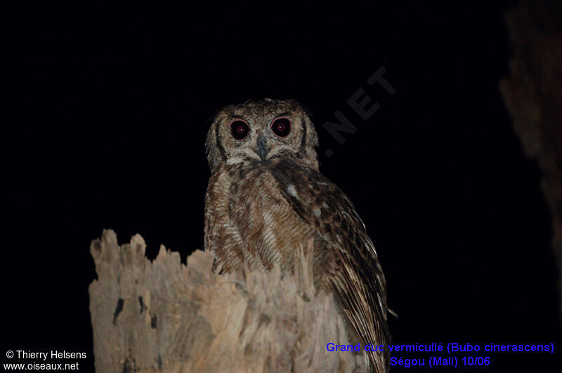 Greyish Eagle-Owl