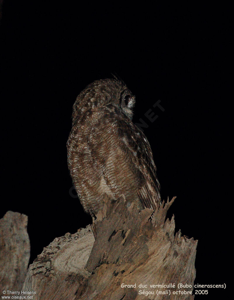 Greyish Eagle-Owl