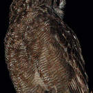 Grand-duc vermiculé