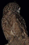 Grand-duc vermiculé