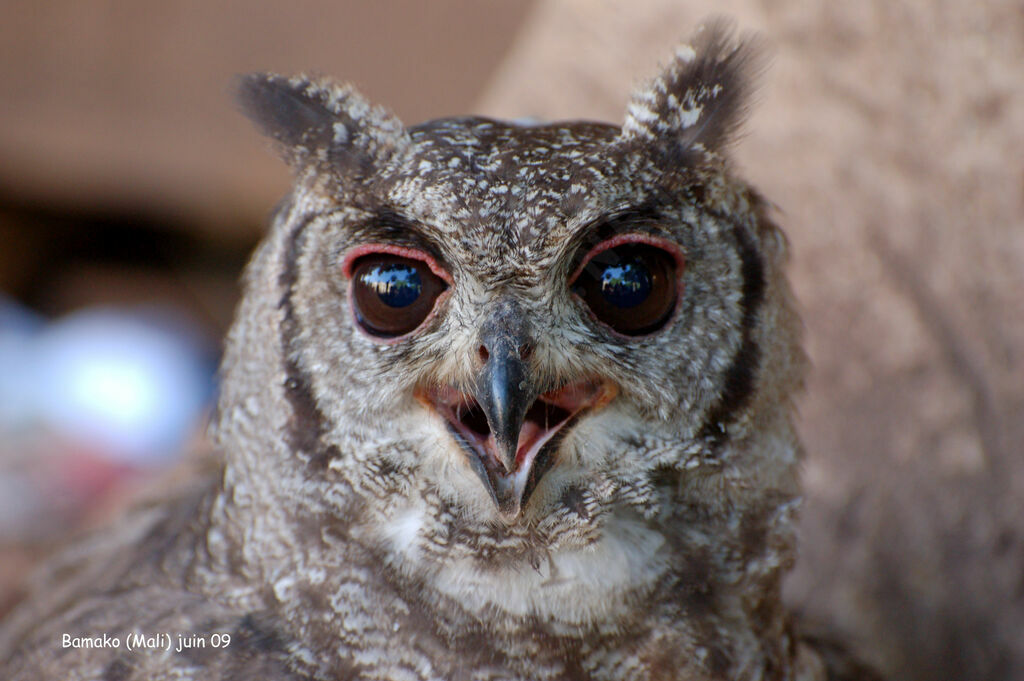 Greyish Eagle-Owl