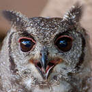 Grand-duc vermiculé