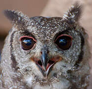 Greyish Eagle-Owl