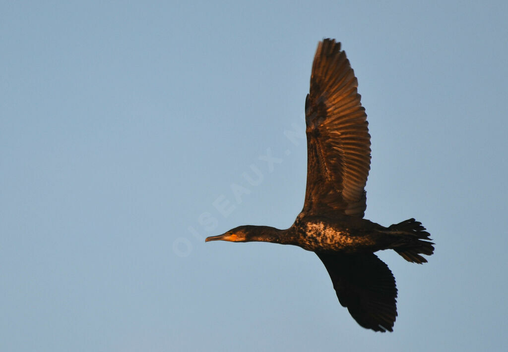 Great Cormorant, Flight