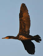 Great Cormorant