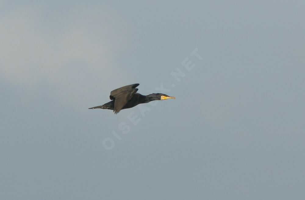 Great Cormorantadult, Flight