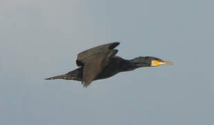 Great Cormorant