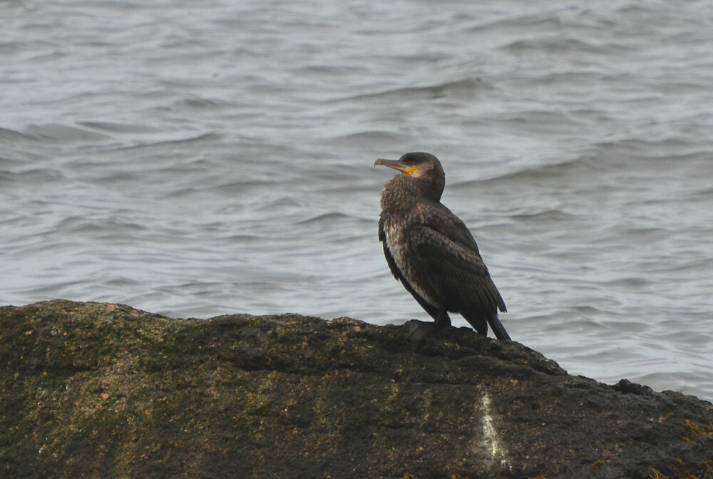 Great Cormorant