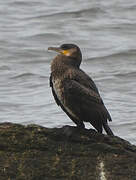 Great Cormorant