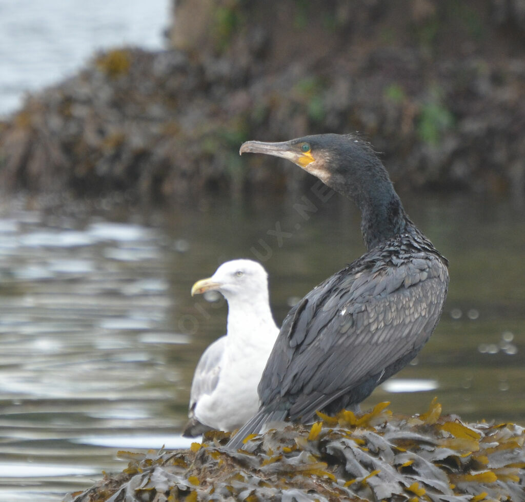 Great Cormorantadult, identification