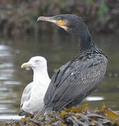 Great Cormorant