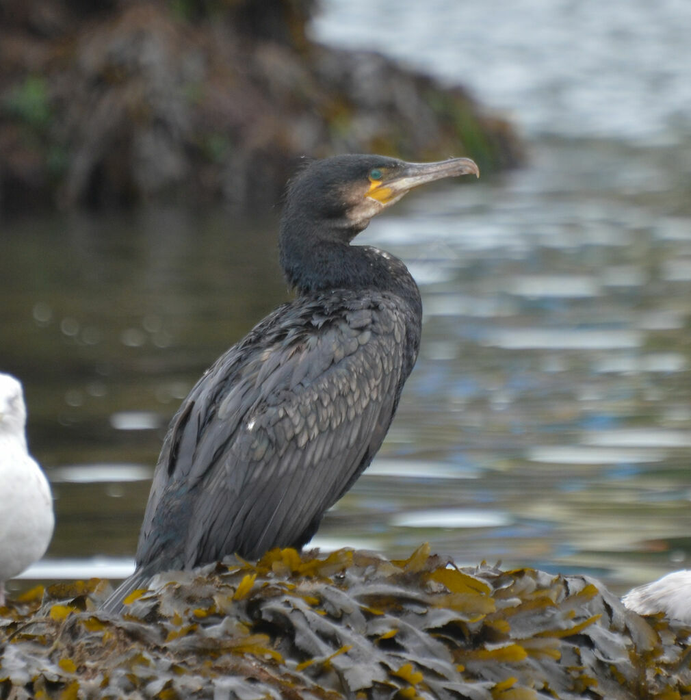 Grand Cormoranadulte, identification