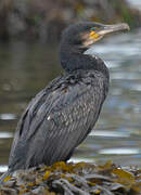 Great Cormorant