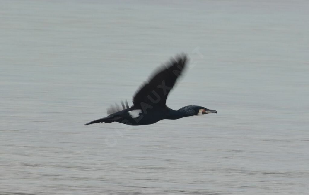 Great Cormorantadult, Flight