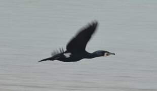 Great Cormorant