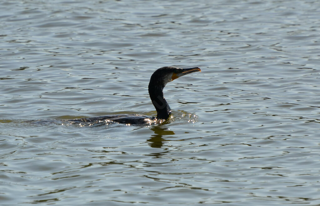 Grand Cormoranadulte