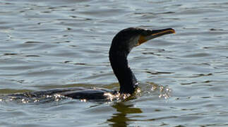 Great Cormorant