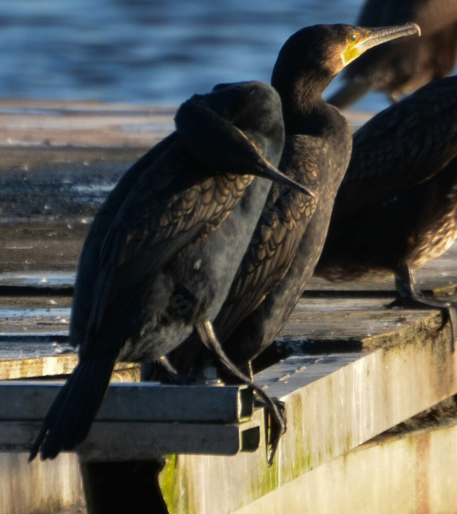 Grand Cormoranadulte