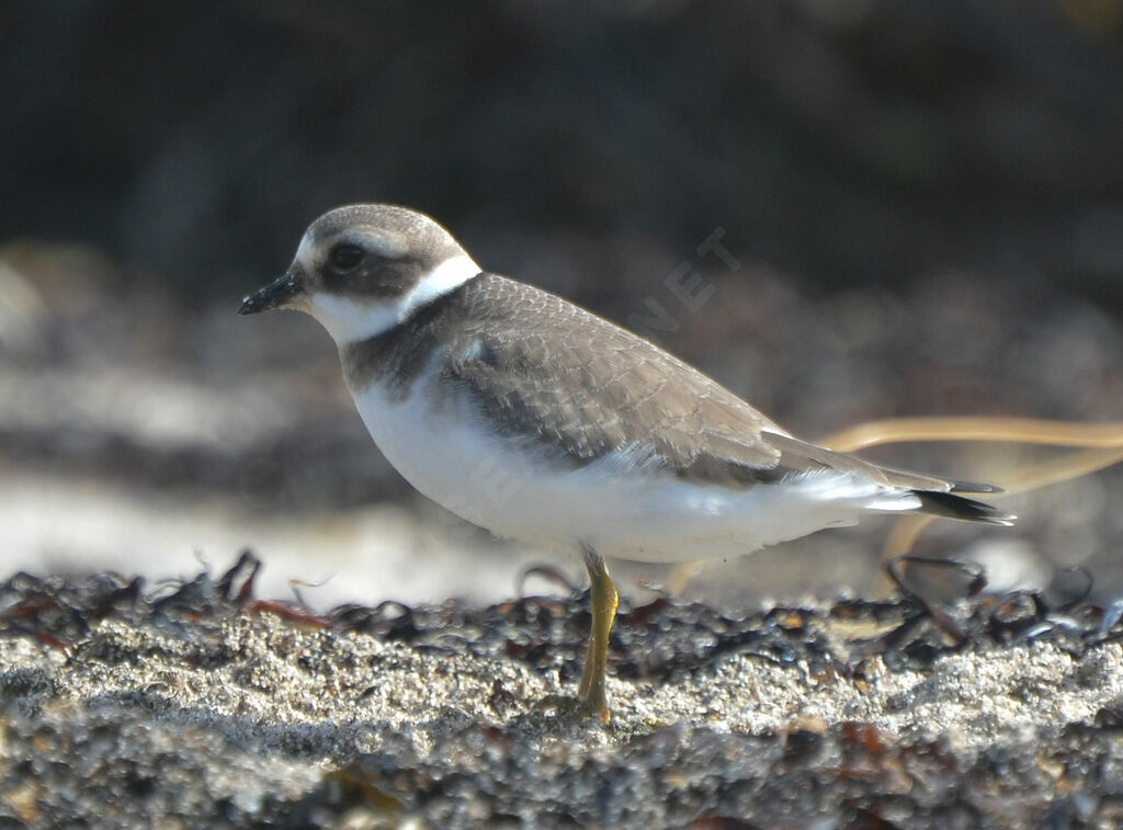 Common Ringed Ploverimmature