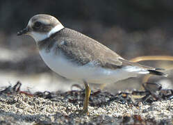 Common Ringed Plover