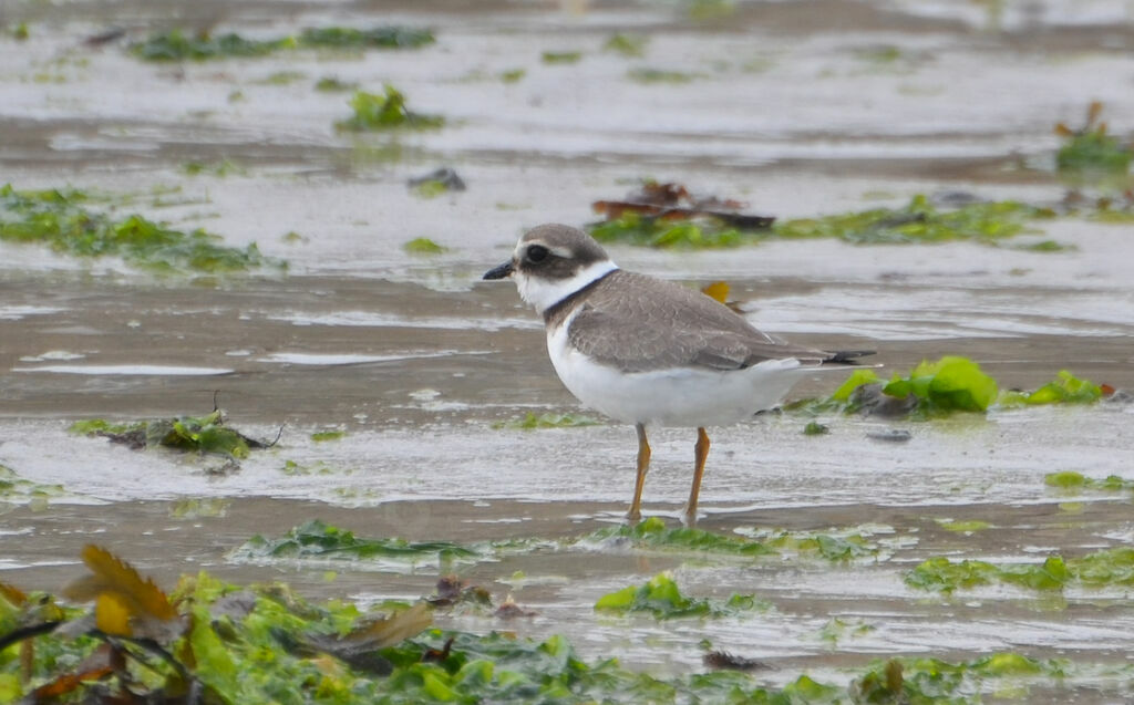 Common Ringed Ploverimmature