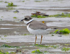 Common Ringed Plover