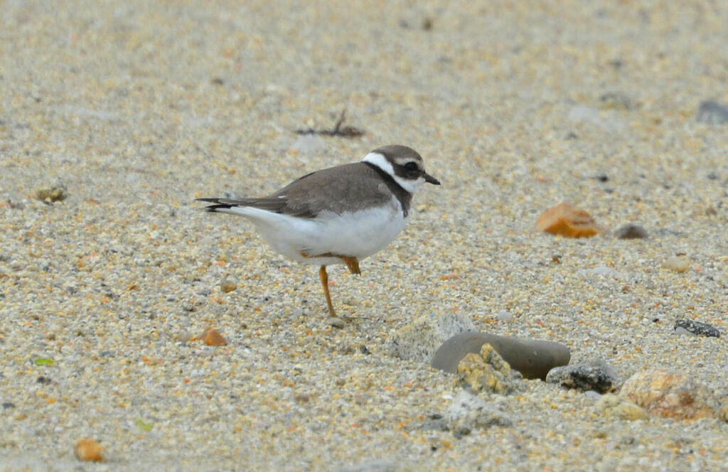 Common Ringed Ploveradult post breeding