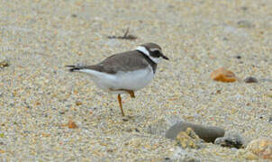 Common Ringed Plover