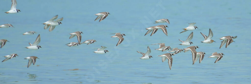 Common Ringed Plover, Flight