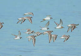 Common Ringed Plover