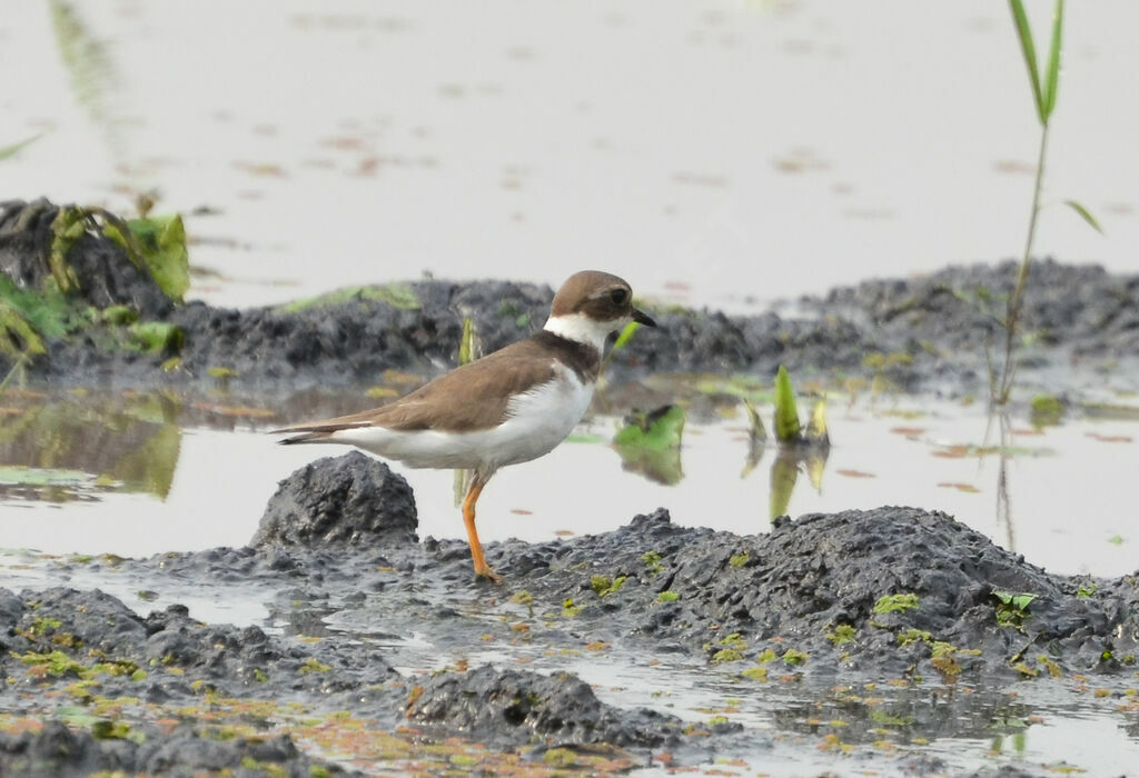 Common Ringed Ploversubadult, identification