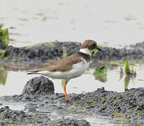 Common Ringed Plover