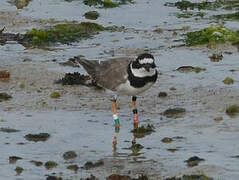 Common Ringed Plover